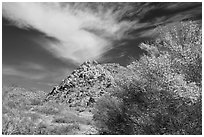 Palo Verde in bloom, rock pile, and cloud. Joshua Tree National Park ( black and white)