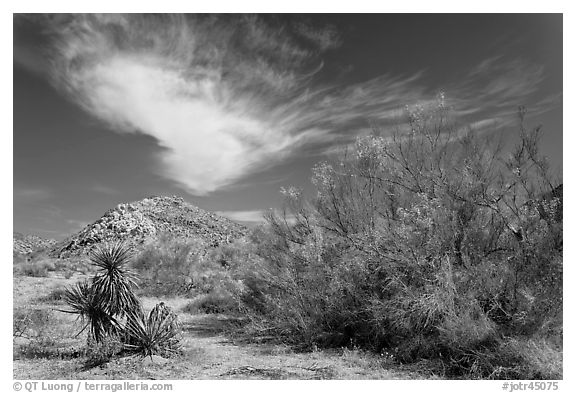 Sandy wash and palo verde in spring. Joshua Tree National Park (black and white)
