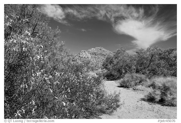 Sandy wash with desert tree blooming. Joshua Tree National Park (black and white)