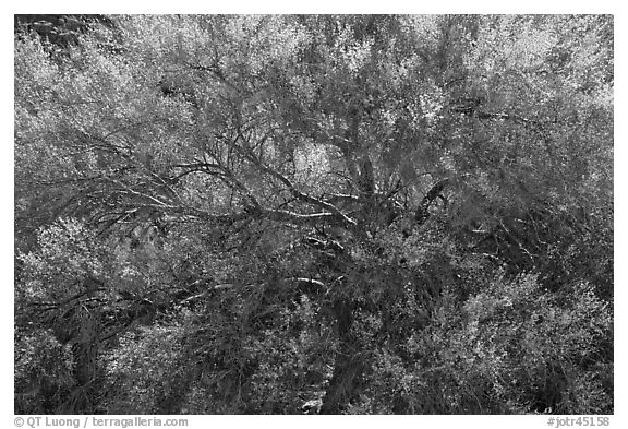 Backlit palo verde. Joshua Tree National Park (black and white)