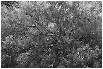 Backlit palo verde. Joshua Tree National Park, California, USA. (black and white)