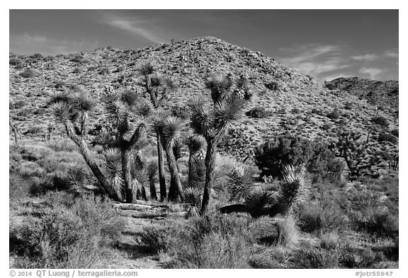 Rocky hills and Joshua trees in seed, Black Rock. Joshua Tree National Park (black and white)