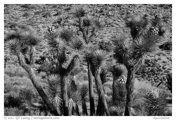 Joshua trees in seed, Black Rock. Joshua Tree National Park (black and white)