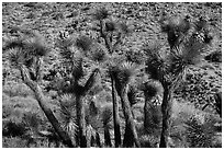 Joshua trees in seed, Black Rock. Joshua Tree National Park ( black and white)
