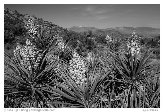 Yuccas in bloom, Black Rock. Joshua Tree National Park (black and white)