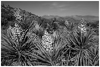 Yuccas in bloom, Black Rock. Joshua Tree National Park ( black and white)