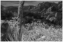 Flowers and mural. Joshua Tree National Park ( black and white)