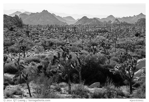 Forest of Joshua trees and distant rocks, Hidden Valley. Joshua Tree National Park (black and white)