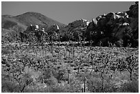 Joshua trees, rocks, and Ryan Mountain. Joshua Tree National Park ( black and white)