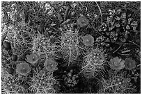 Ground view with pine cones and claret cup cactus in bloom. Joshua Tree National Park ( black and white)