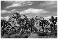 Joshua trees and piled-up boulders, late afternoon. Joshua Tree National Park ( black and white)