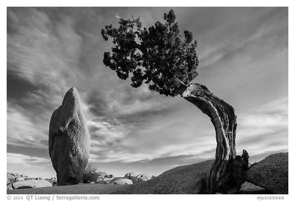 Leaning juniper and pointed monolith. Joshua Tree National Park (black and white)