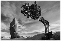 Leaning juniper and pointed monolith. Joshua Tree National Park ( black and white)
