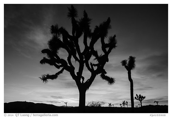 Joshua Trees silhouetted against colorful sunset. Joshua Tree National Park (black and white)
