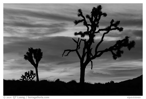 Joshua Trees silhouettes and bright sunset clouds. Joshua Tree National Park (black and white)