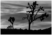 Joshua Trees silhouettes and bright sunset clouds. Joshua Tree National Park ( black and white)