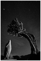 Pointed monolith framed by juniper tree at night. Joshua Tree National Park ( black and white)