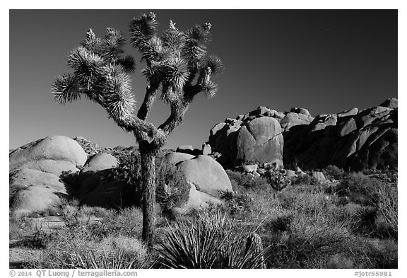Joshua tree and rocks, morning. Joshua Tree National Park (black and white)