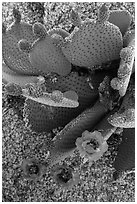 Beavertail cactus bloom. Joshua Tree National Park ( black and white)