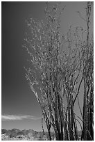 Coachwhip (Fouquieria splendens) in bloom and desert mountains. Joshua Tree National Park ( black and white)