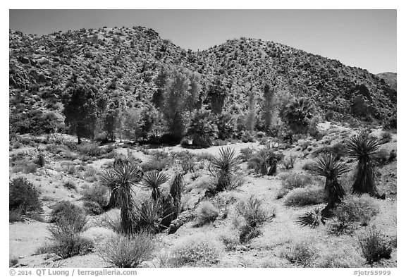 Cottonwood Spring and bare hills. Joshua Tree National Park (black and white)
