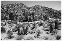 Cottonwood Spring and bare hills. Joshua Tree National Park ( black and white)