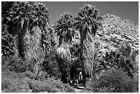 Native California palms, Cottonwood Spring. Joshua Tree National Park ( black and white)