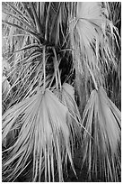 Dried-up palms. Joshua Tree National Park ( black and white)