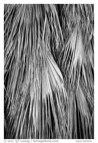 Close-up of dried palms. Joshua Tree National Park (black and white)