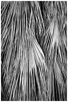 Close-up of dried palms. Joshua Tree National Park ( black and white)