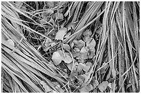 Ground view of fallen palms and cottonwood leaves. Joshua Tree National Park ( black and white)