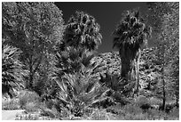 Cottonwoods and palm trees, Cottonwood Spring. Joshua Tree National Park ( black and white)