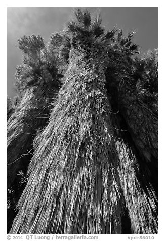 Looking up frond skirt of California fan palm tree. Joshua Tree National Park (black and white)