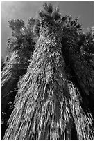 Looking up frond skirt of California fan palm tree. Joshua Tree National Park ( black and white)