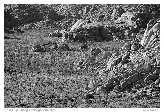 Boulders outcrops and Joshua Trees from above. Joshua Tree National Park (black and white)