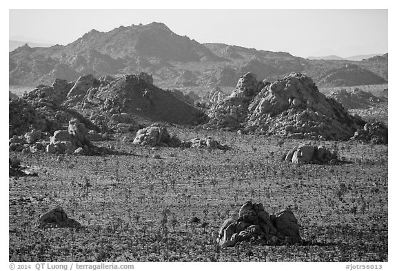 Joshua trees and wonderland of rocks. Joshua Tree National Park (black and white)