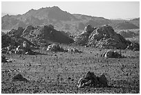 Joshua trees and wonderland of rocks. Joshua Tree National Park ( black and white)