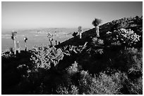 Cactus and yuccas, Ryan Mountain. Joshua Tree National Park ( black and white)