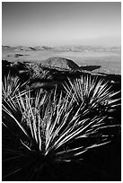 Yuccas and view, Ryan Mountain. Joshua Tree National Park ( black and white)