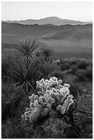 Cholla Cactus, yucca, and San Jacinton Peak, sunset. Joshua Tree National Park ( black and white)