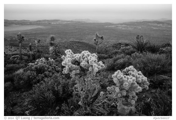 Cholla Cactus, yucca on Ryan Mountain, dusk. Joshua Tree National Park (black and white)
