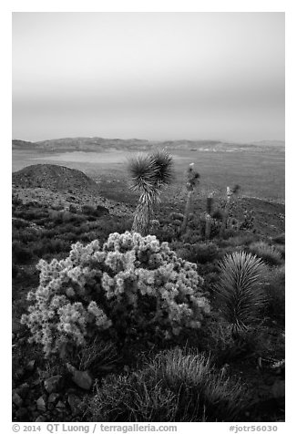 Cholla Cactus, yucca on Ryan Mountain with earth shadow. Joshua Tree National Park (black and white)