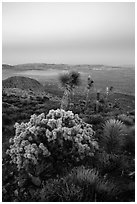 Cholla Cactus, yucca on Ryan Mountain with earth shadow. Joshua Tree National Park ( black and white)