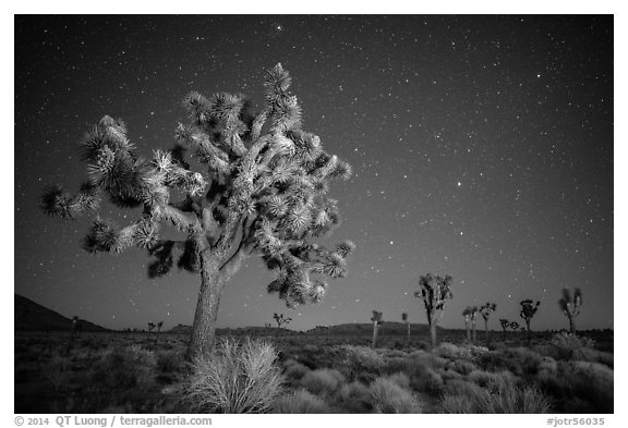 Joshua trees and starry sky. Joshua Tree National Park (black and white)
