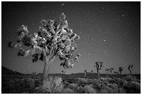 Joshua trees and starry sky. Joshua Tree National Park ( black and white)
