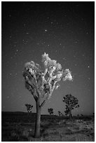 Joshua trees under clear sky with stars. Joshua Tree National Park ( black and white)