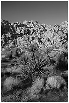 Yuccas and Wonderland of Rocks, Indian Cove. Joshua Tree National Park ( black and white)