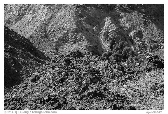 Craggy desert mountain slopes with oasis. Joshua Tree National Park (black and white)