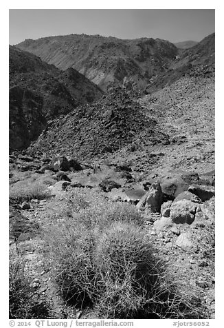 Barrel cactus and desert mountains. Joshua Tree National Park (black and white)