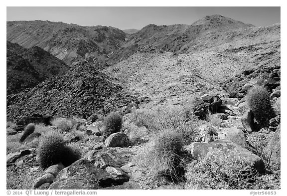 Colorful barrel cacti and Queen Mountains. Joshua Tree National Park (black and white)